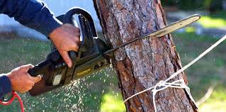 How Our Tree Care Process Works  in  Kearny, AZ